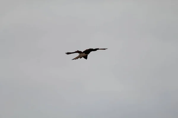 Very Rare Shot Kestrel Flying Hovering Nature Reserve Shot Zoom — Fotografia de Stock