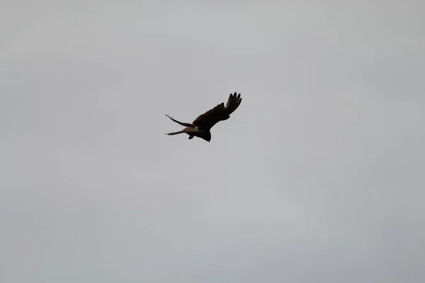 Mycket Sällsynt Bild Kestrel Som Flyger Och Svävar Över Ett — Stockfoto