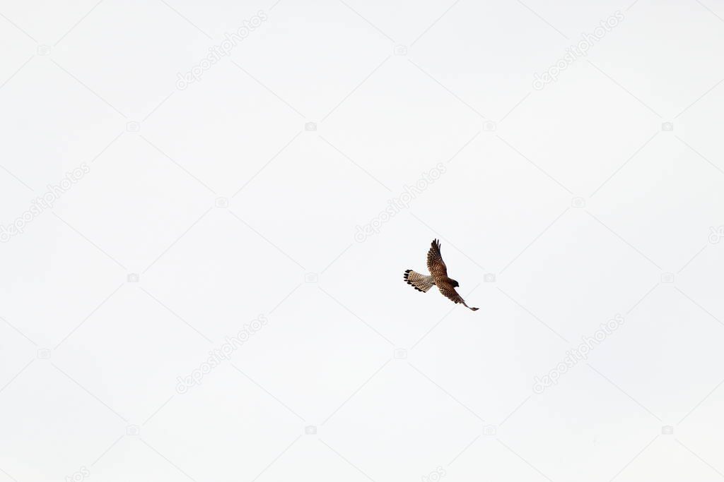 A very rare shot of a kestrel flying and hovering over a nature reserve. The shot is in zoom so the pattern and details can be seen on the bird. This bird is one of the main predators at this reserve, hovering before swooping on its prey.