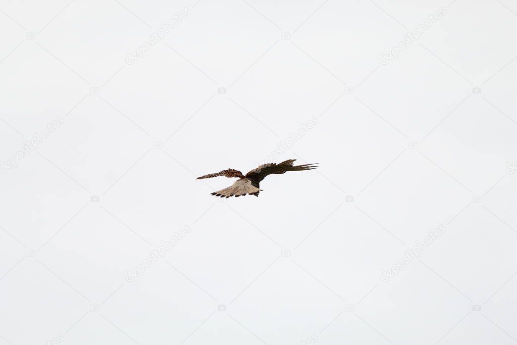 A very rare shot of a kestrel flying and hovering over a nature reserve. The shot is in zoom so the pattern and details can be seen on the bird. This bird is one of the main predators at this reserve, hovering before swooping on its prey.