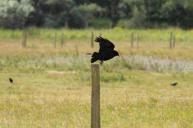 Formby, Liverpool 'daki Pine Woods' ta güzel bir siyah kuzgun kuşu. Bu kuş, uzaktan benzer görünmesine rağmen, kargadan çok daha küçüktür..
