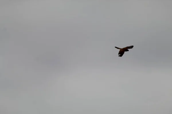 Tiro Muito Raro Kestrel Voando Pairando Sobre Uma Reserva Natural — Fotografia de Stock