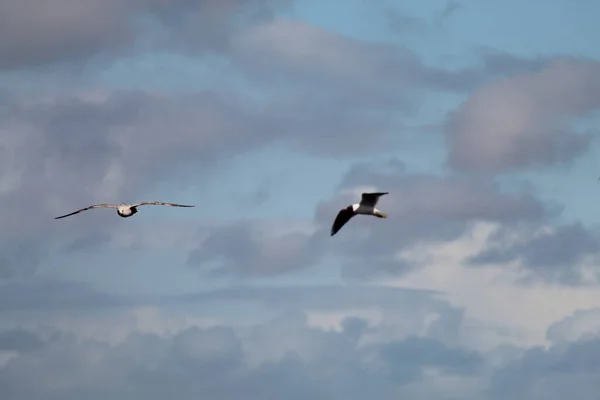 Πουλιά Που Πετούν Στον Καθαρό Ουρανό Πάνω Από Ένα Φυσικό — Φωτογραφία Αρχείου