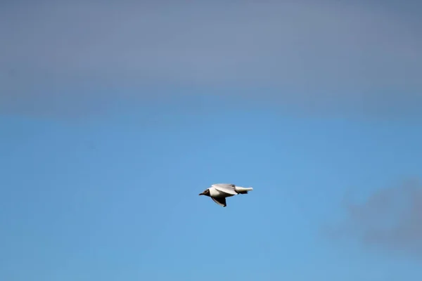 Πουλιά Που Πετούν Στον Καθαρό Ουρανό Πάνω Από Ένα Φυσικό — Φωτογραφία Αρχείου