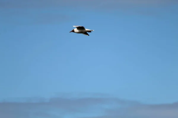 Pássaros Voando Pelo Céu Limpo Sobre Uma Reserva Natural Uma — Fotografia de Stock