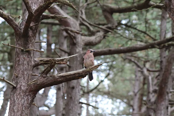 A very rare Eurasian Jay bird, located in the Pine Woods in Formby. These are rare birds that use there unique reflectors on their wings to confuse their predators. These birds can also mimic sounds.