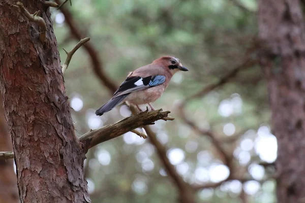 Çok nadir bir Avrasyalı Jay kuşu, Formby 'deki Pine Woods' ta bulunuyor. Bunlar, avcılarının kafasını karıştırmak için kanatlarında eşsiz yansıtıcılar kullanan nadir kuşlardır. Bu kuşlar sesleri de taklit edebilir..