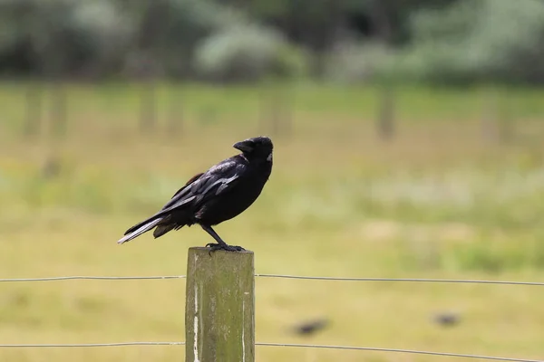 Прекрасная Чёрная Ворона Пайн Вудс Формби Ливерпуль Птица Намного Меньше — стоковое фото
