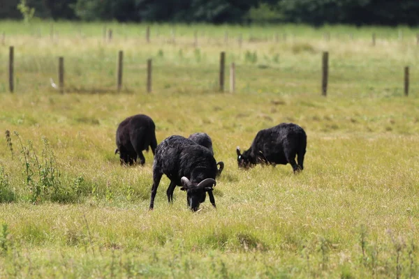 Troupeau Moutons Noirs Sur Champ Champ Est Situé Près Pine — Photo