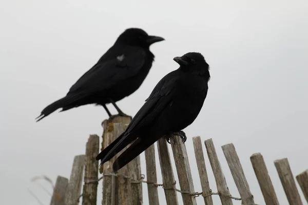 Две Большие Чёрные Вороны Сидят Заборе Формби Бич Ливерпуле Мерсисайд — стоковое фото