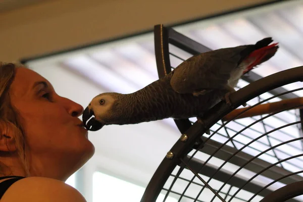 Egy Szép Portré Egy Afrikai Szürke Papagájról Otthonukban Stock Fotó