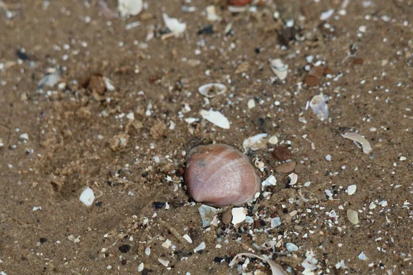 A rare shell that has been located at Formby Beach in Liverpool, Merseyside. This beach is close to the Pine Woods. The pattern and detail can be seen on the shell.