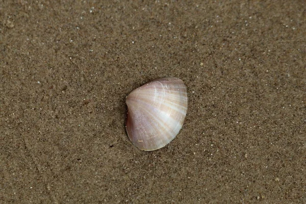 A rare shell that has been located at Formby Beach in Liverpool, Merseyside. This beach is close to the Pine Woods. The pattern and detail can be seen on the shell.