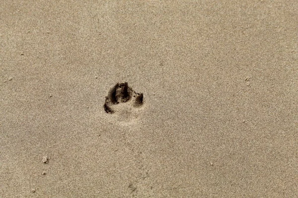 Niedliche Hundeabdrücke Die Den Sand Formby Beach Liverpool Merseyside Eingebettet — Stockfoto
