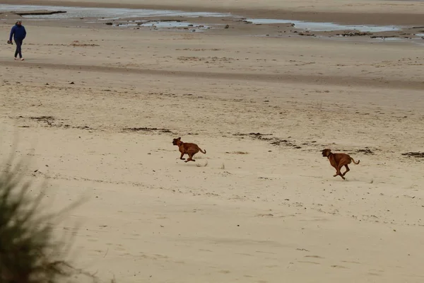Liverpool, Merseyside 'daki Formby plajında birbirleriyle oynayan iki yavru köpeğin güzel bir manzara resmi. Bu köpekler yürüyüşlerinin bir parçası olarak liderliklerini bırakmışlar. Burada birbirlerini kovalarken ve kovalarken görülmüşler..