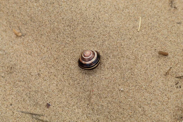 A rare shell that has been located at Formby Beach in Liverpool, Merseyside. This beach is close to the Pine Woods. The pattern and detail can be seen on the shell.