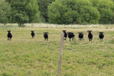 Formby, Liverpool 'daki Pine Woods yakınlarında büyük bir grup ya da kara koyun. Bu sığırların kafalarında belirgin boynuzları var. Bu fotoğraf onların yemek saatinden hemen sonra çekildi..