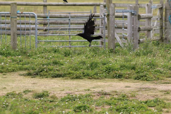 A black crow bird in flight shortly after taking off. This photo was taken at the Pine Woods in Formby, Liverpool.