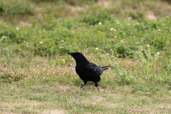 Large Black Crow Bird Sitting Floor Woods Formby Liverpool Merseyside —  Fotos de Stock