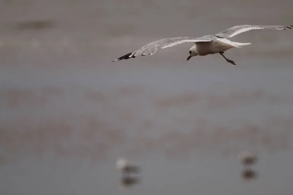 Seagulls Flight Beach Crosby Photo Taken Summer Very Overcast Morning — Foto Stock