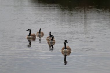 A large flock of Canadian Geese on a lake at a nature reserve. The geese are swimming towards the camera.