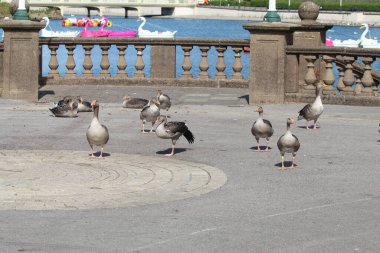 İngiltere, Southport 'ta bir göl kenarındaki kuş ve kaz sürüsü.