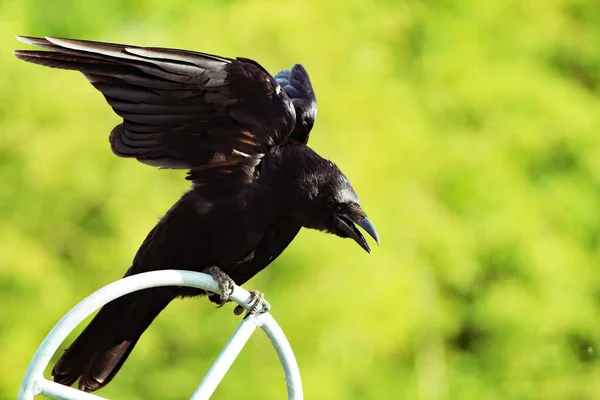 Beautiful Portrait Image Crow Take Flight Bird Has Only Just — Foto Stock