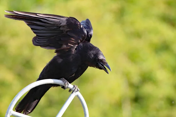 Beautiful Portrait Image Crow Take Flight Bird Has Only Just — Stock Fotó