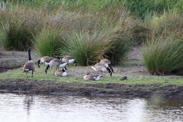 Large Group Canadian Geese Edge Lake Nature Reserve — Fotografia de Stock