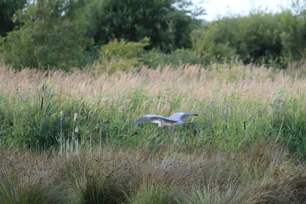 A very rare shot of a heron bird in flight over a small lake. These are rare birds in the UK and forage food with their large beaks in lakes. These birds have a large wing span.