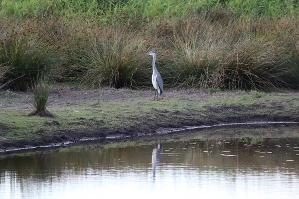 An exceptionally rare shot of a heron bird at a nature reserve. The bird had jus finished eating and was settling down for the night. The reflection of the animal can be seen in the water.
