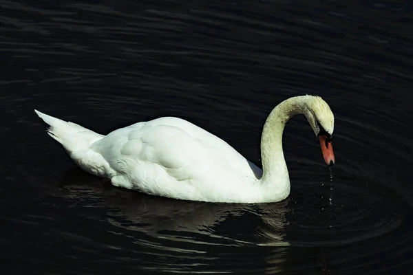 Uma Bela Imagem Cisne Branco Imagem Pode Ver Elegância Beleza — Fotografia de Stock