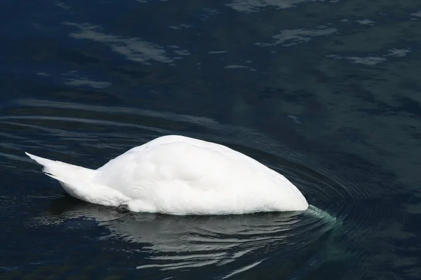 Beautiful Image White Swan Image Elegance Beauty Bird Can Seen — Stock Photo, Image