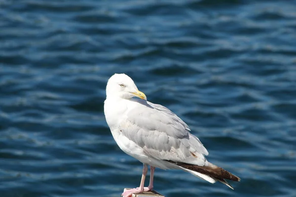 Single Seagull Has Landed Marker Post Lake Southport Merseyside Photo — Stockfoto