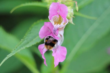 A closeup of a large bee landing and pollinating a pink flower. This photo has been taken at a nature reserve on a warm summer evening. 