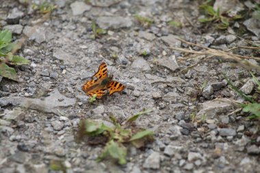 Çok güzel bir turuncu ve benekli kelebek doğal bir koruma ile yere indi.