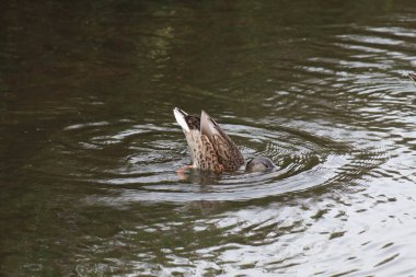 A mallard duck dipping their head and foraging for food in a canal. This water runs through a nature reserve. There are many birds in the canal at this time of the day looking for food to hunt.