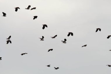 An exceptionally large amount of birds flying over the sky at a nature reserve. There are over one hundred (100) birds in this group