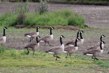 A large flock of Canadian Geese at a nature reserve. These animals are still sought after in the fashion industry. They are unique with their long black neck.