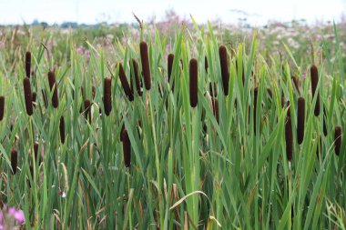 A beautiful tall rare plant at a nature reserve. This plant is based in one of the many ponds. It is a very tall plant, bigger than most people.