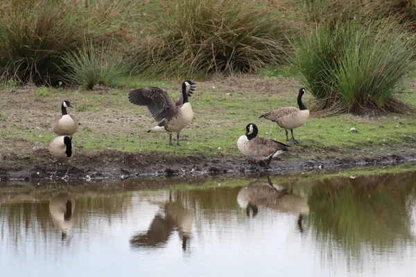 Canadian Geese Side Lake Nature Reserve One Goose Flapping Wings — Photo