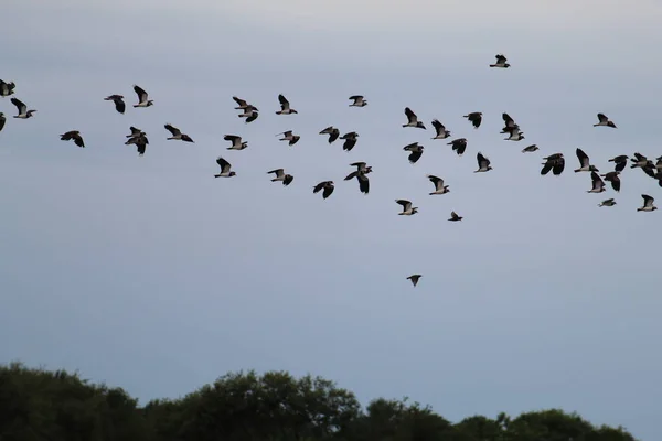 Винятково Велика Кількість Птахів Літають Над Небом Природному Заповіднику Цій — стокове фото