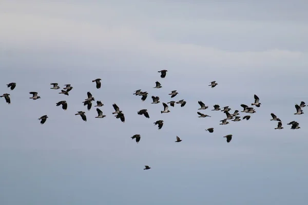 Exceptionally Large Amount Birds Flying Sky Nature Reserve One Hundred — 스톡 사진