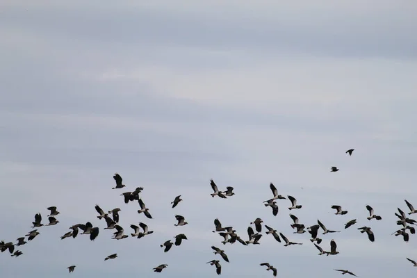 Винятково Велика Кількість Птахів Летять Небі Над Природним Заповідником — стокове фото