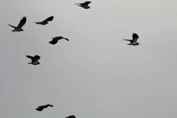 Exceptionally Large Amount Birds Flying Sky Nature Reserve One Hundred — Φωτογραφία Αρχείου