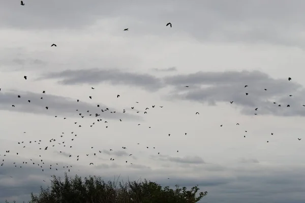 Винятково Велика Кількість Птахів Літають Над Небом Природному Заповіднику Цій — стокове фото