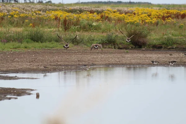 A group of Canadian Geese flying in the air, they are hovering over a lake at a nature reserve. These are fairly rare birds and popular with visitors and tourists.