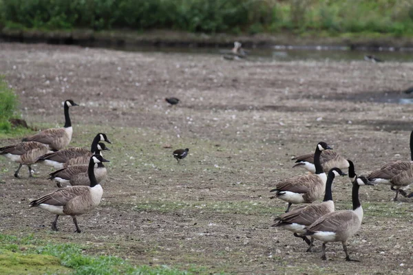 Large Flock Canadian Geese Nature Reserve Animals Still Sought Fashion — Stock Fotó