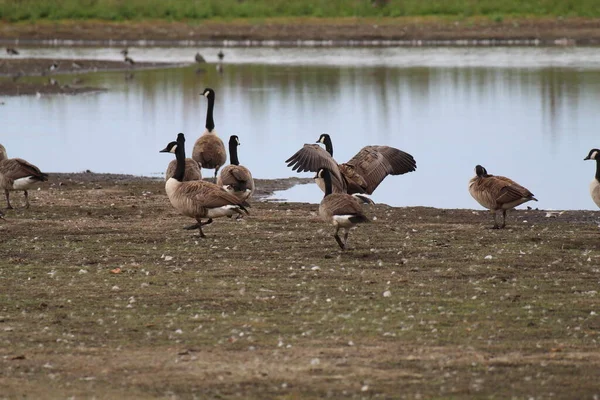 Group Canadian Geese One Goose Flapping Wings Image Demonstrating Large — Fotografia de Stock