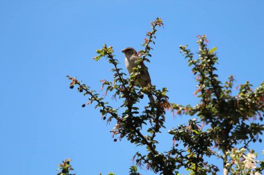 A baby sparrow bird sitting on a tree. There is a beautiful clear blue sky background.